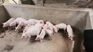 Piglets and Pregnant Pigs - thumbnail 2