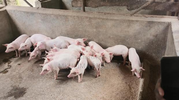 Piglets and Pregnant Pigs - main view