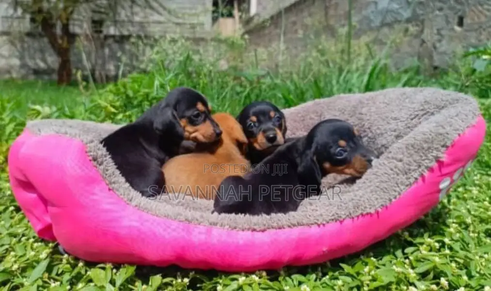 Pet Cat Bed Cushion Soft Dog and Puppy Bed