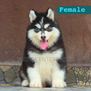 1-3 months Female Purebred Siberian Husky