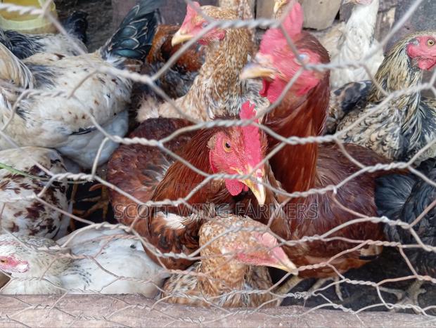 Improved Kienyeji Poultry - thumbnail 2