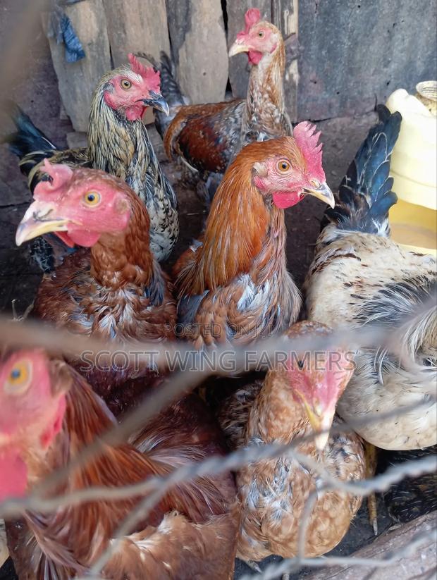 Improved Kienyeji Poultry - thumbnail 3