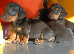 1-3 months Male Purebred Dachshund