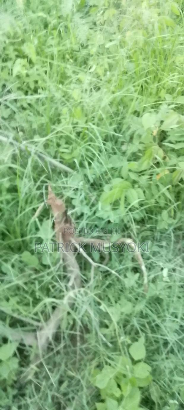 Wamunyu Shamba on Sale - main view