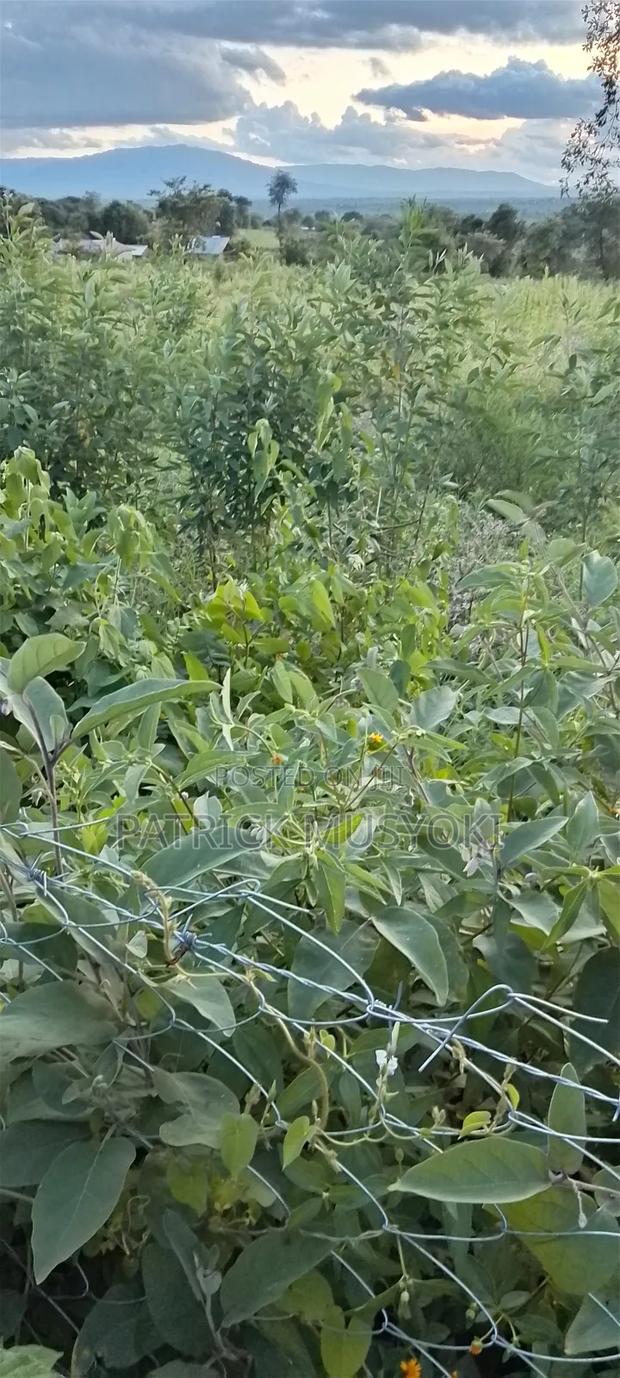 Wamunyu Shamba on Sale - thumbnail 2