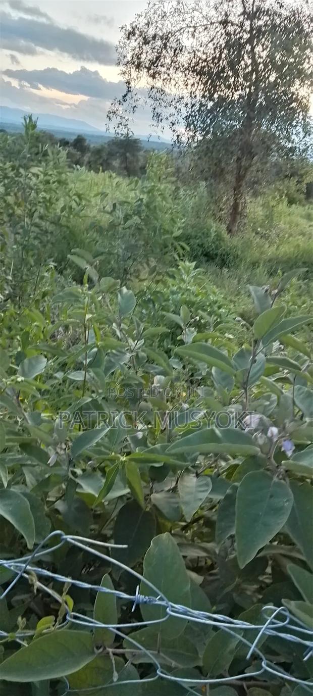 Wamunyu Shamba on Sale - thumbnail 3