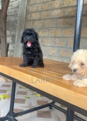 1-3 months Male Purebred Poodle