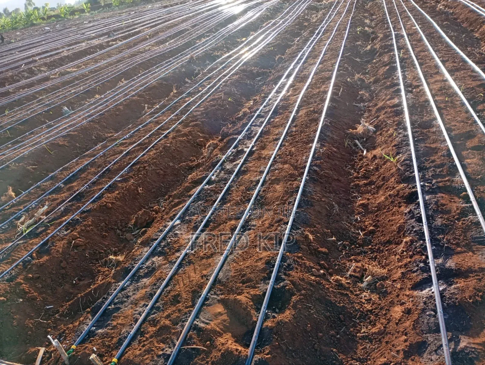 Driplines Irrigation System