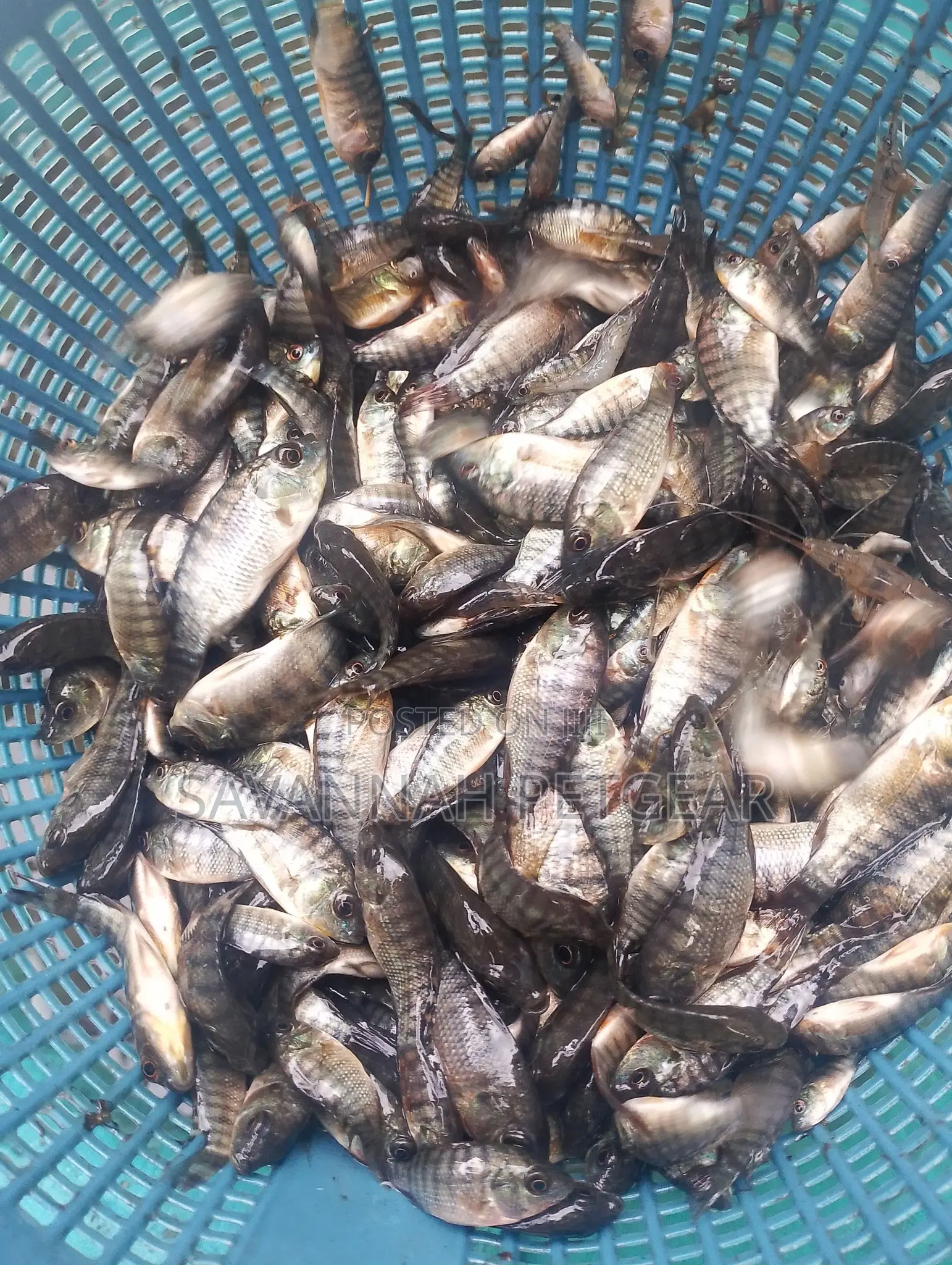 Tilapia Fingerlings Mixed Sex Monosex Tilapia Fingerlings