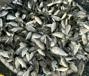 Tilapia Fingerlings Mixed Sex Monosex Tilapia Fingerlings
