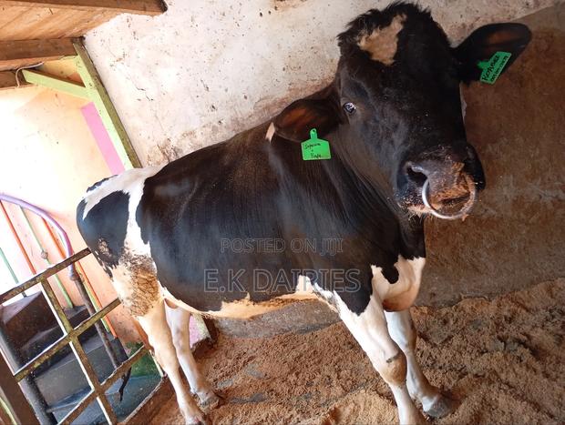 Perdingree Breeding Bull - main view