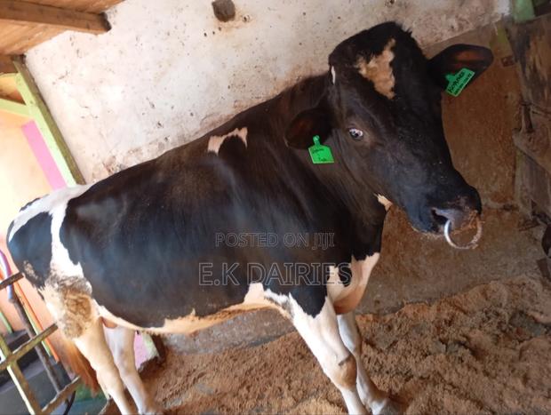 Perdingree Breeding Bull - thumbnail 3