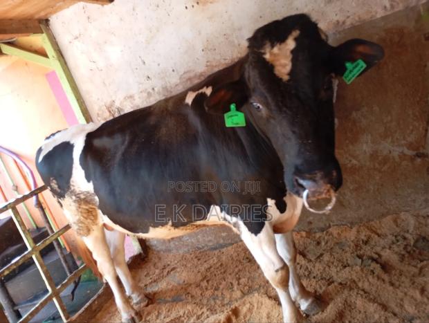 Perdingree Breeding Bull - thumbnail 4