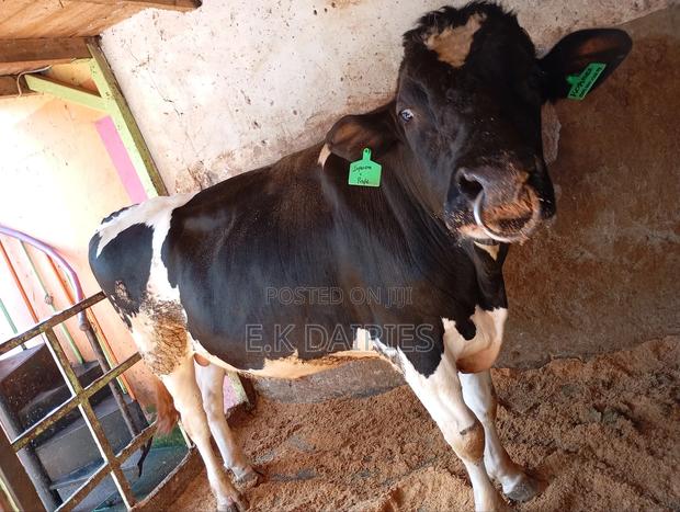 Perdingree Breeding Bull - thumbnail 5