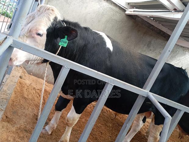 Flieckview Breeding Bull - main view