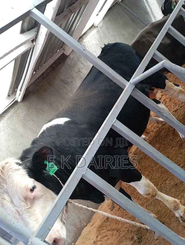 Flieckview Breeding Bull - thumbnail 3