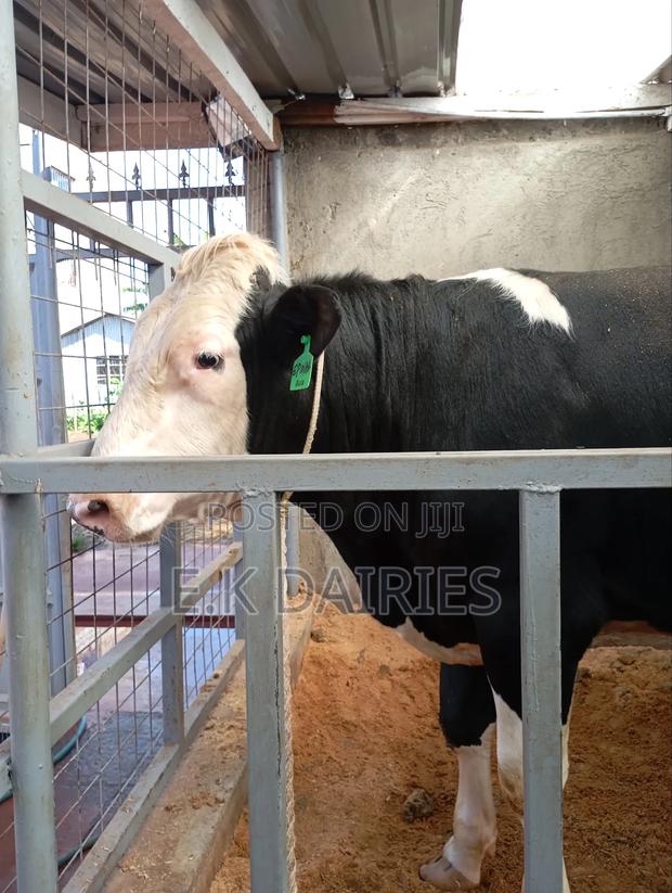 Flieckview Breeding Bull - thumbnail 4