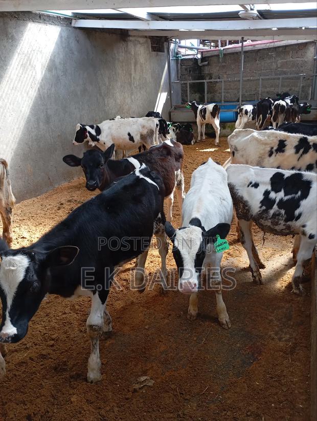 Perdigree Young Heifers - main view