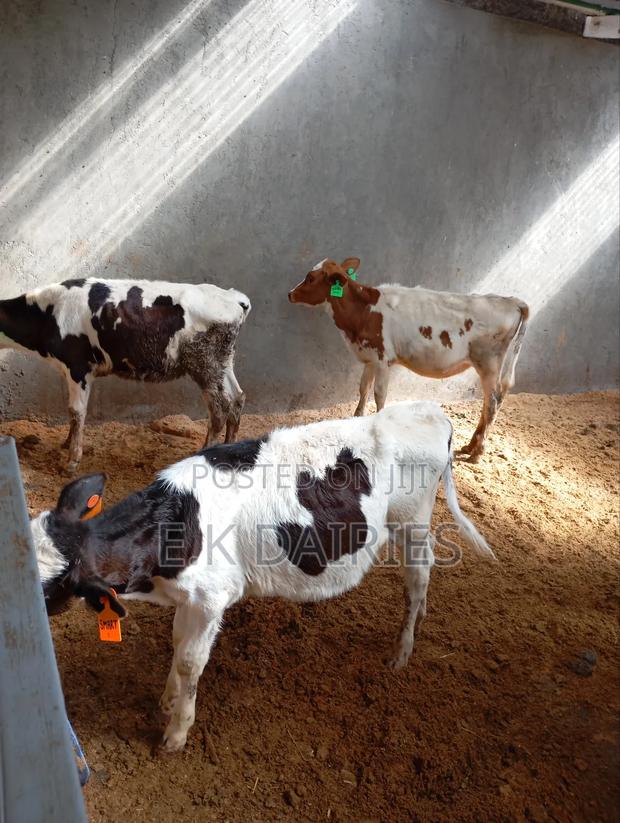 Perdigree Young Heifers - thumbnail 3