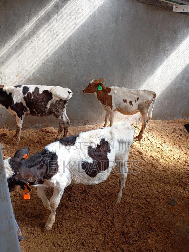 Perdigree Young Heifers - thumbnail 4