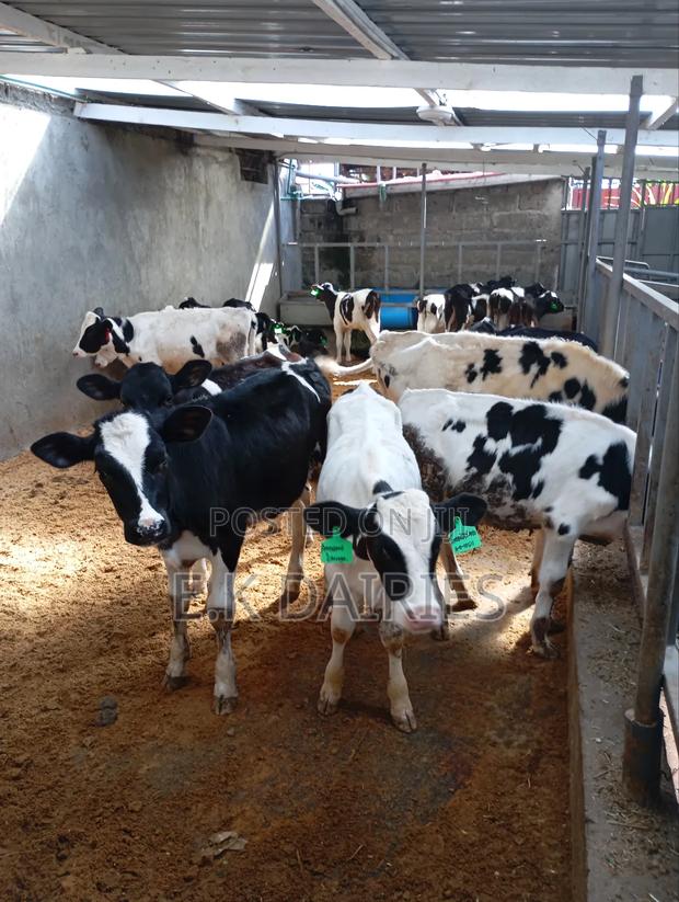 Perdigree Young Heifers - thumbnail 5