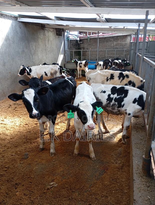 Perdigree Young Heifers - thumbnail 6