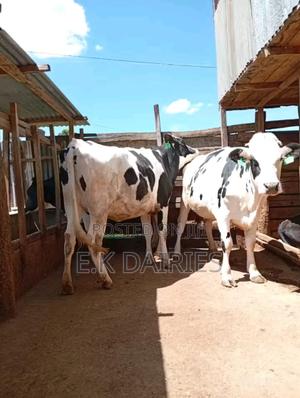 Perdigree Incalf Heifers - thumbnail 2