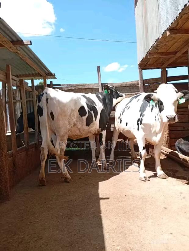 Perdigree Incalf Heifers - main view