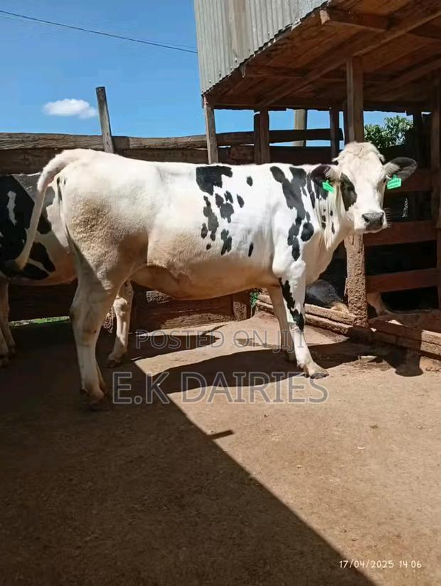 Perdigree Incalf Heifers - thumbnail 3