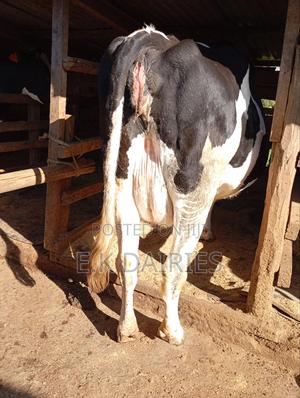 Lactating Cows - thumbnail 2