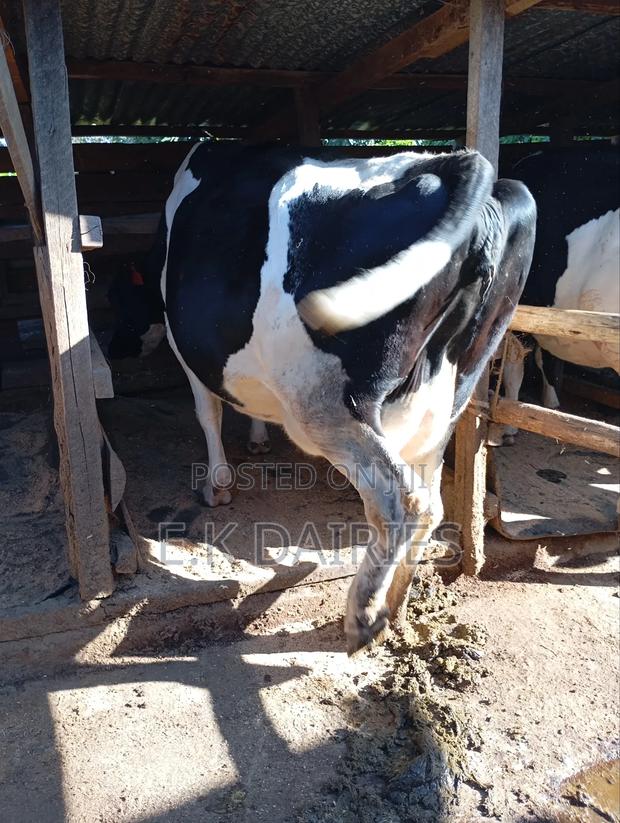 Lactating Cows - thumbnail 3