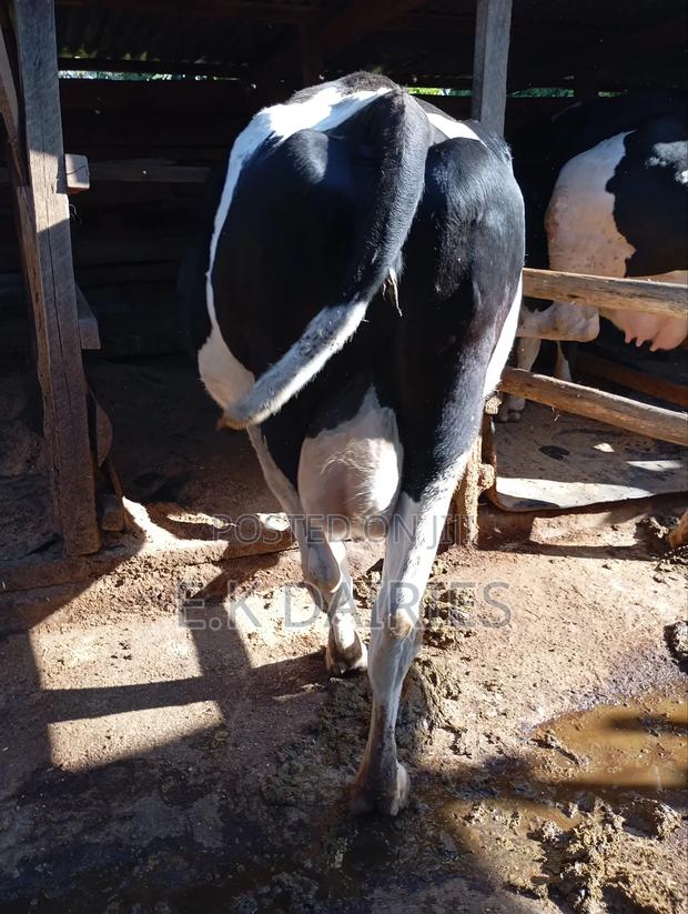 Lactating Cows - thumbnail 4