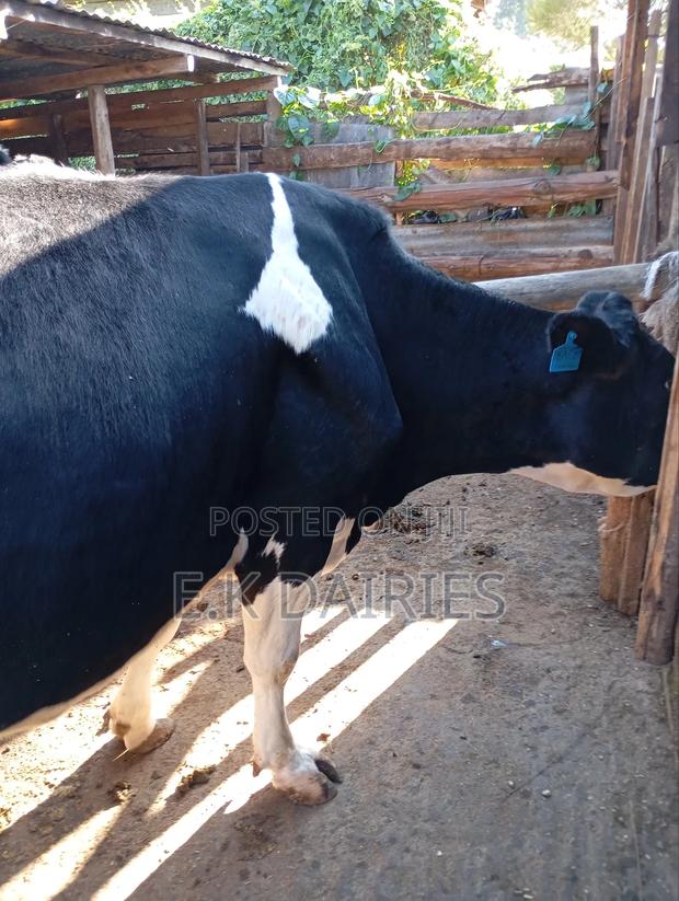 Lactating Cows - thumbnail 5