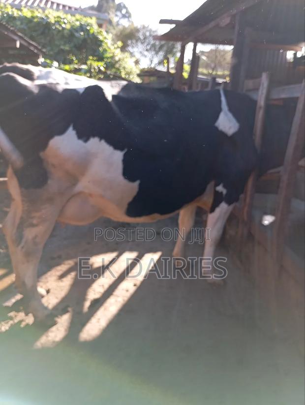 Lactating Cows - thumbnail 6