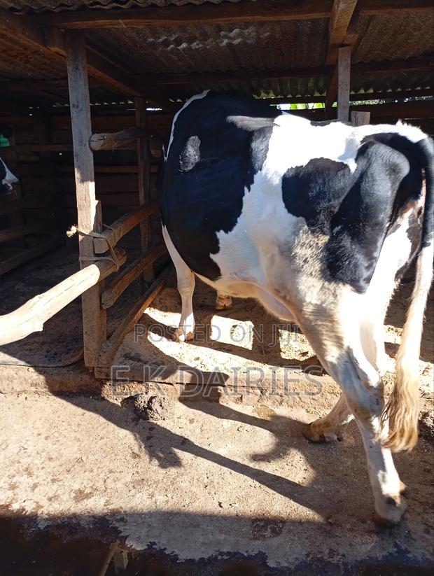 Lactating Cows - thumbnail 7