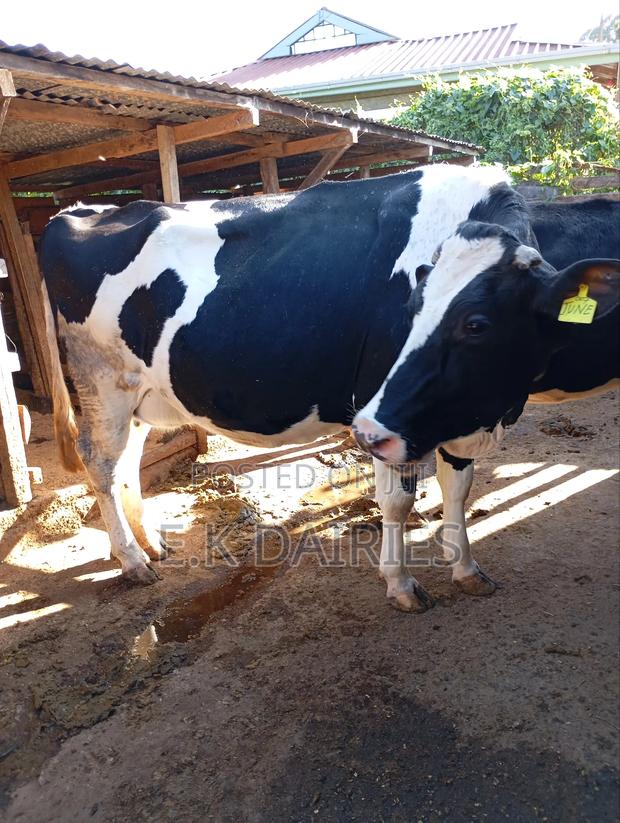 Lactating Cows - thumbnail 8