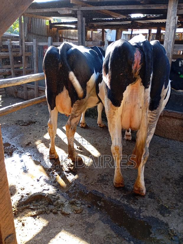 Lactating Cows - thumbnail 9