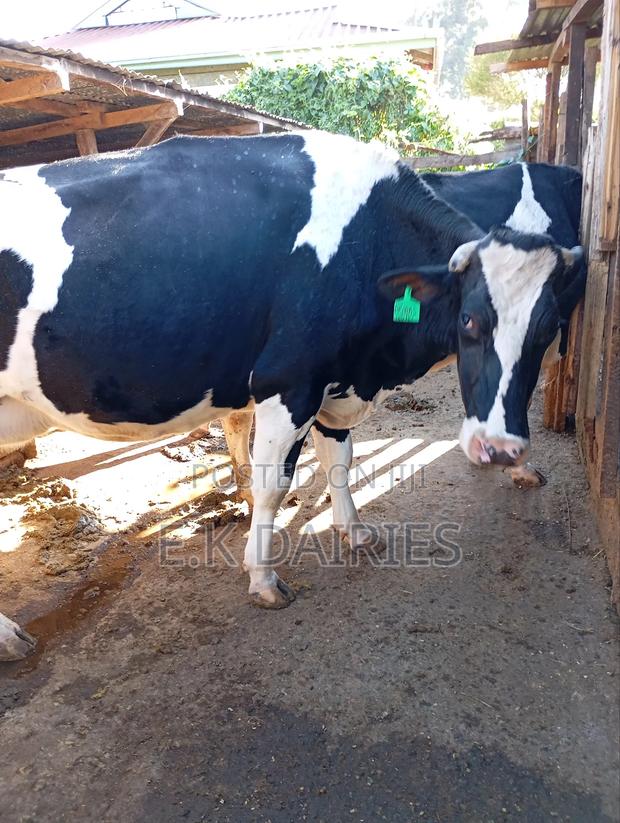 Lactating Cows - thumbnail 11