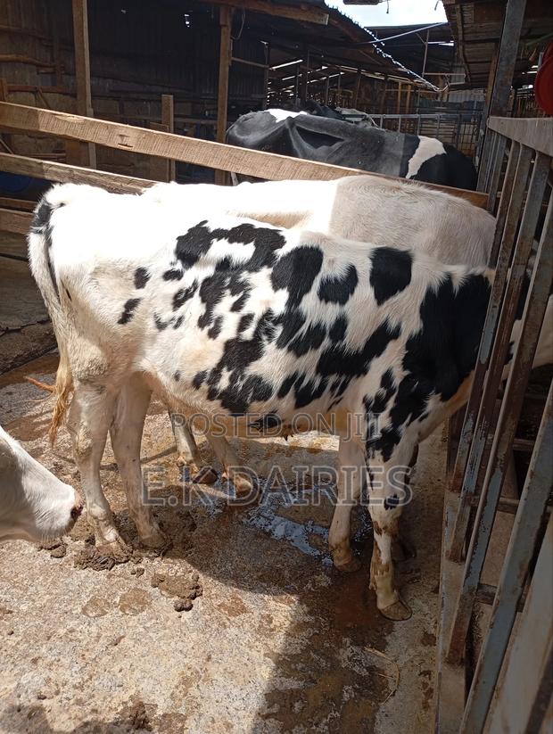 Perdigree Heifers - main view