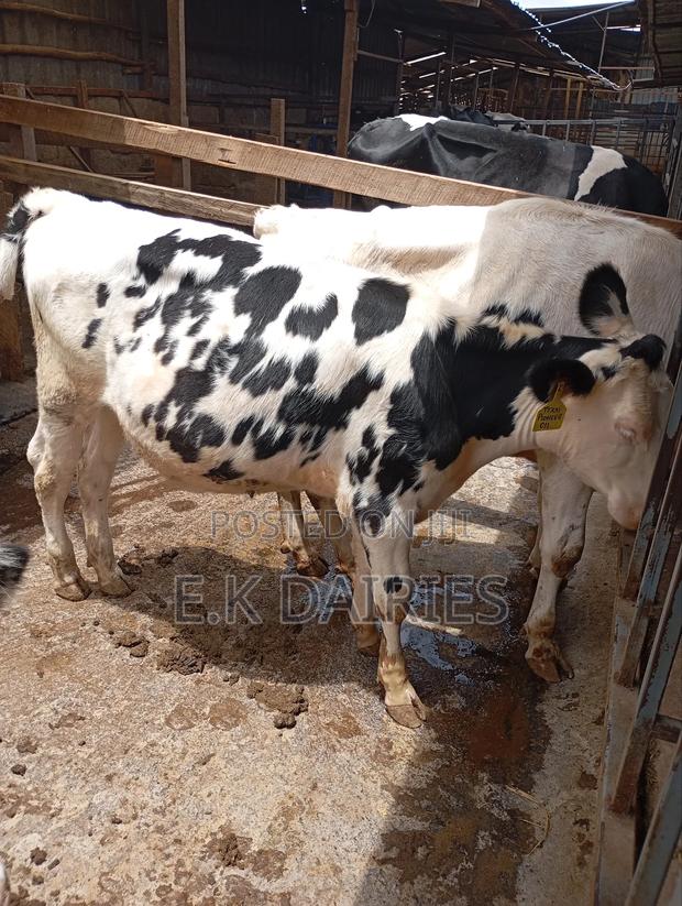 Perdigree Heifers - thumbnail 3