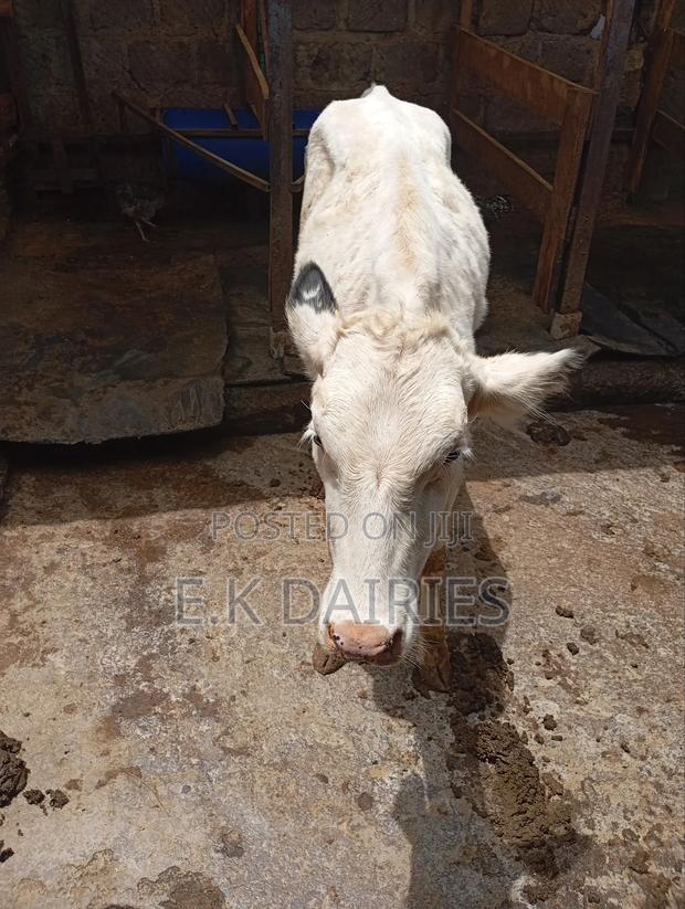 Perdigree Heifers - thumbnail 4