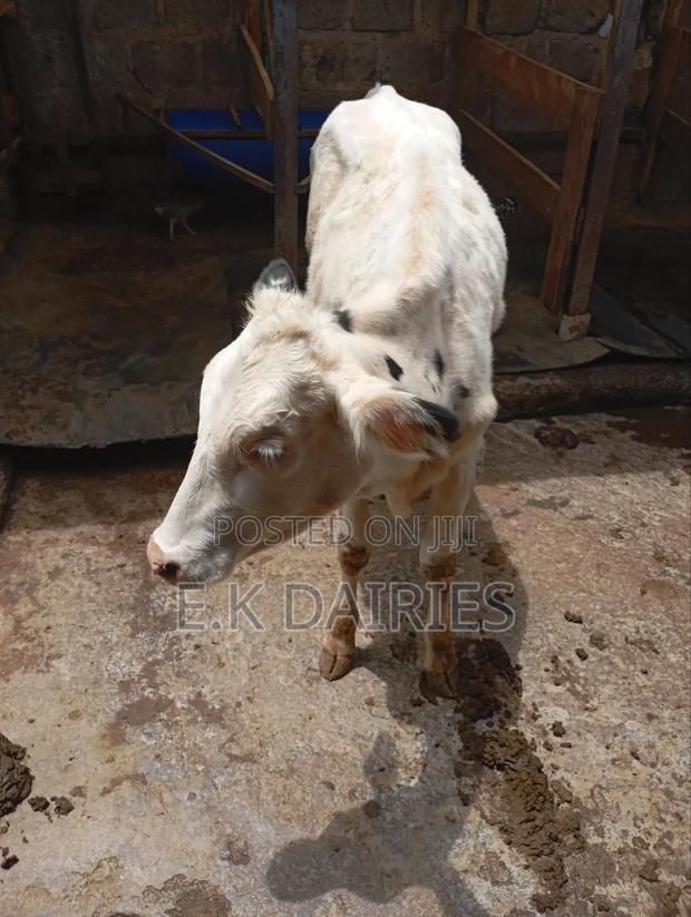 Perdigree Heifers - thumbnail 5