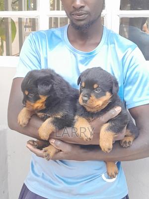 1-3 months Male Purebred Rottweiler - thumbnail 2