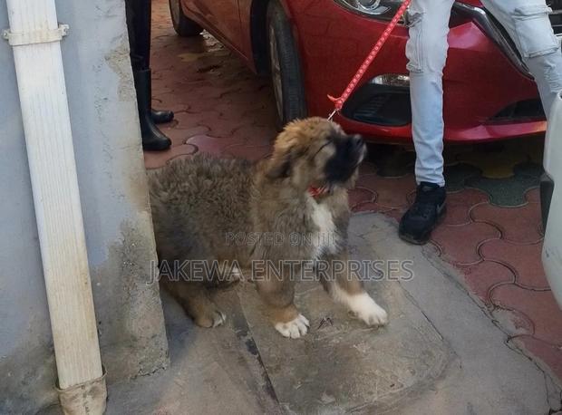 1-3 months Male Purebred Caucasian Shepherd