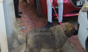 1-3 months Male Purebred Caucasian Shepherd