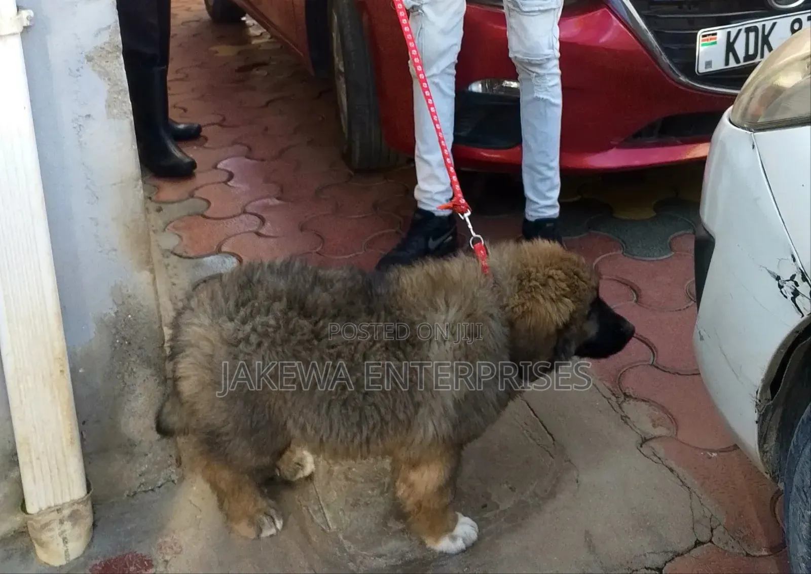 1-3 months Male Purebred Caucasian Shepherd