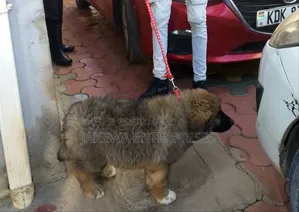 1-3 months Male Purebred Caucasian Shepherd