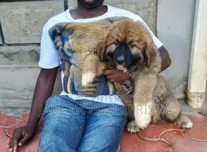 1-3 months Male Purebred Caucasian Shepherd