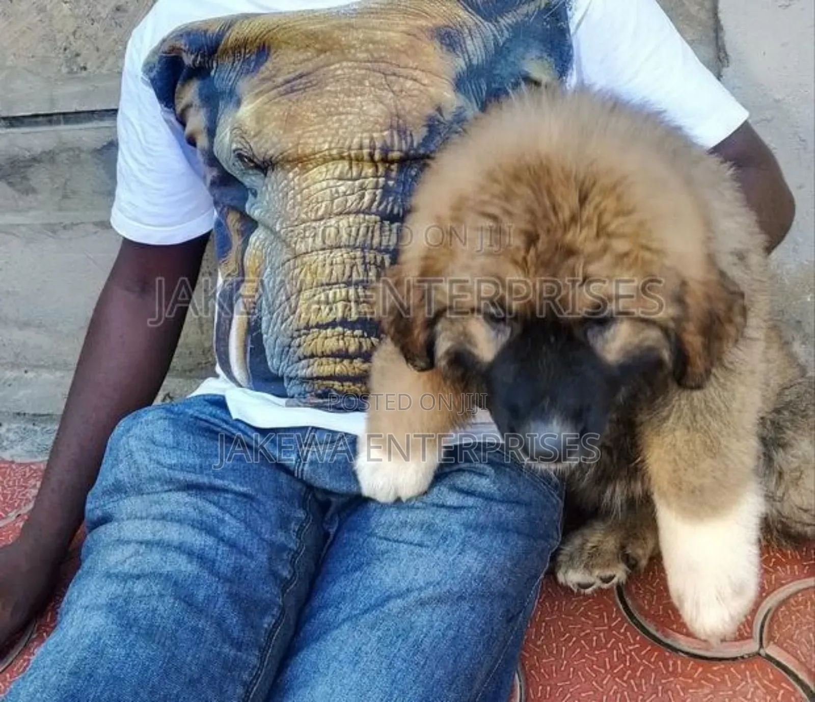 1-3 months Male Purebred Caucasian Shepherd