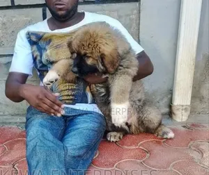 1-3 months Male Purebred Caucasian Shepherd
